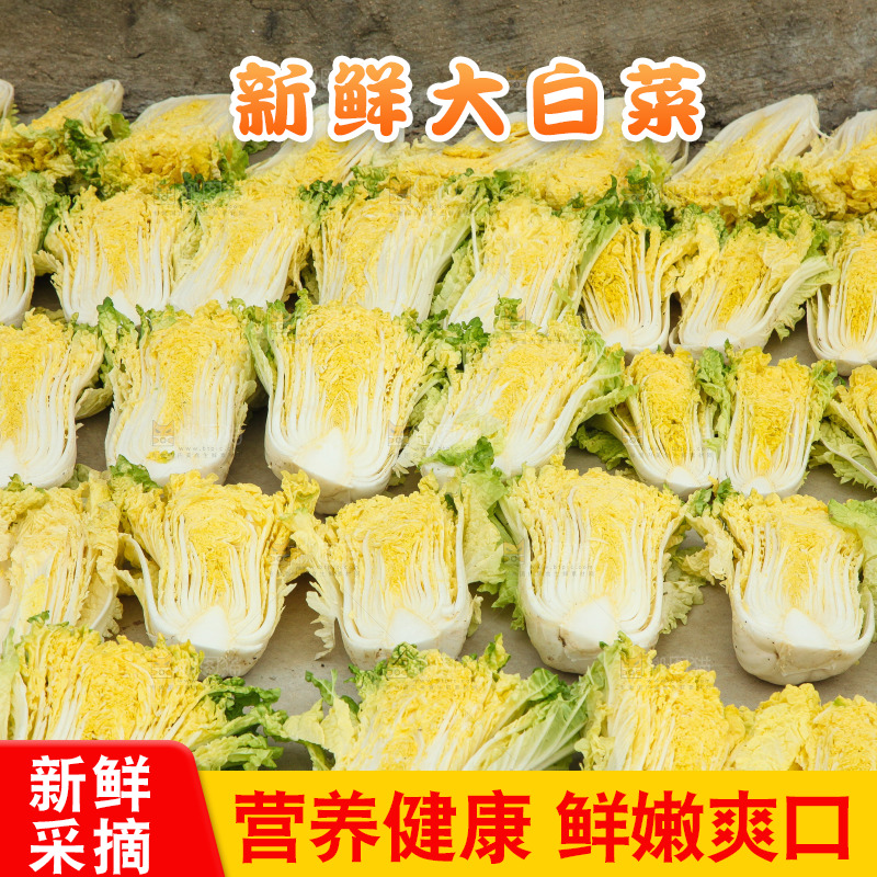 地上晾晒的大白菜