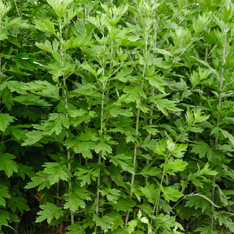 地里的新鲜艾草