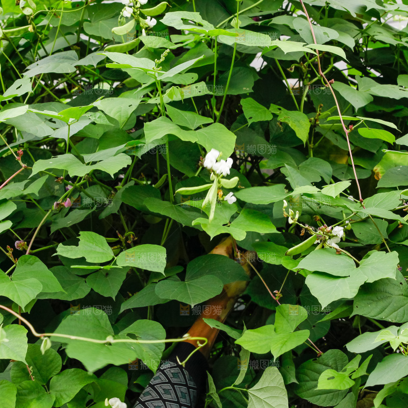 大片新鲜扁豆