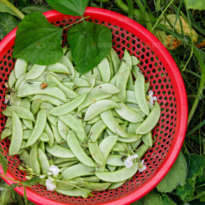 大片新鲜扁豆