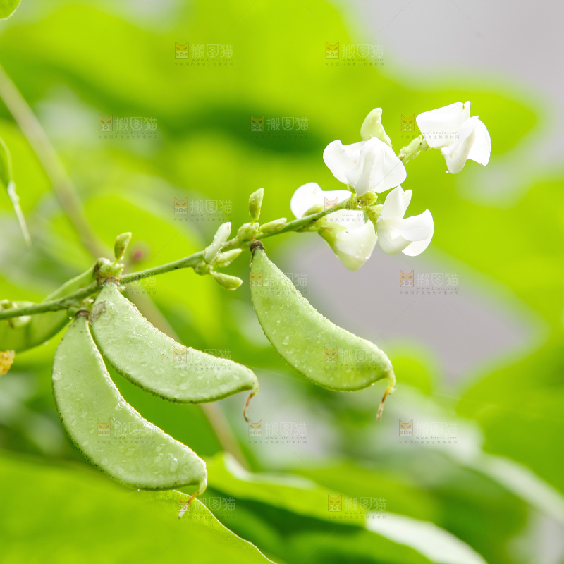 大片新鲜扁豆