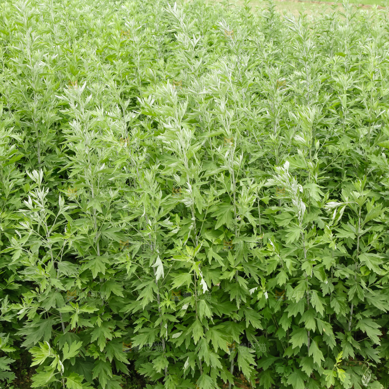 地里的新鲜艾草