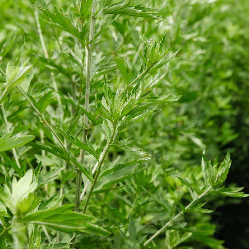 地里的新鲜艾草