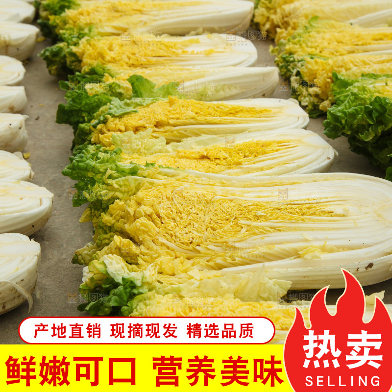 地上晾晒的大白菜