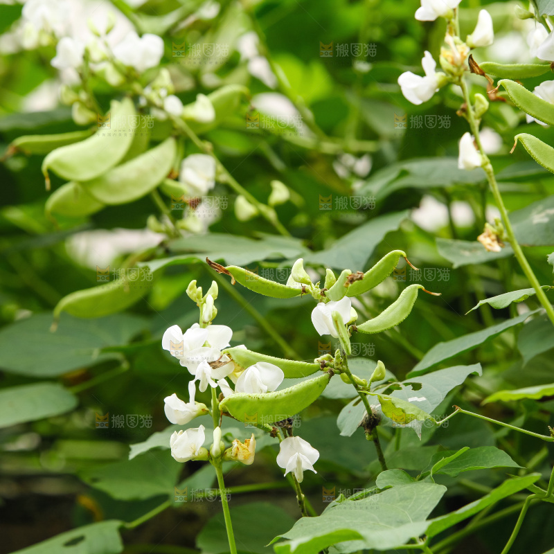 大片新鲜扁豆