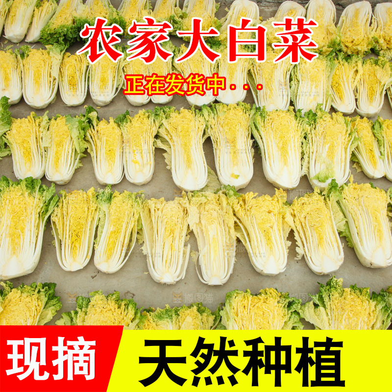 地上晾晒的大白菜