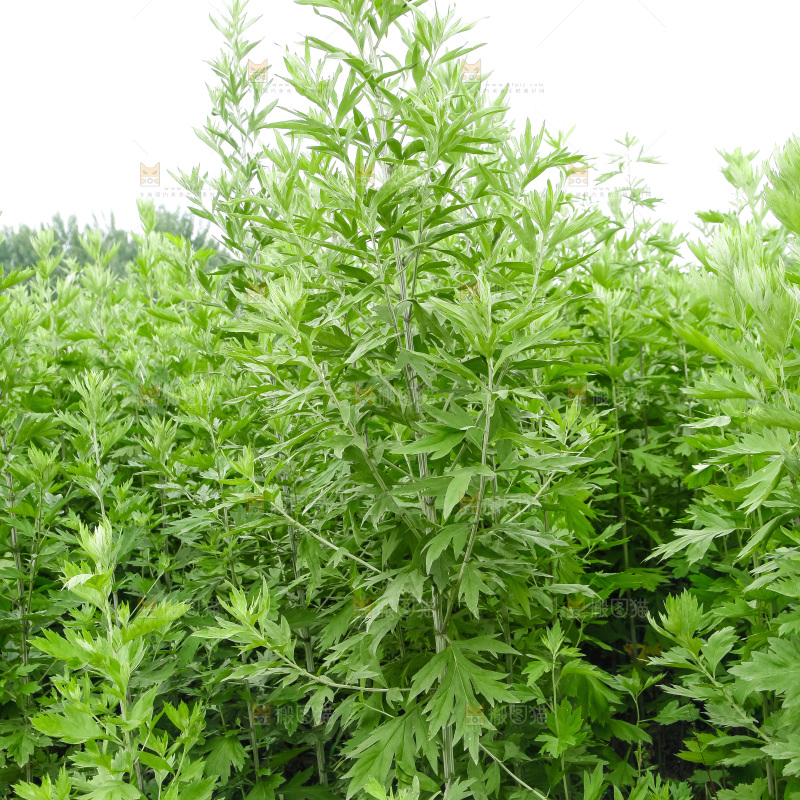 地里的新鲜艾草