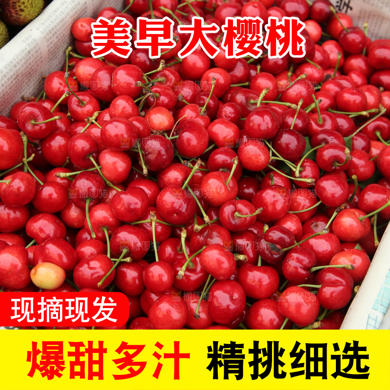 堆放着美早大樱桃