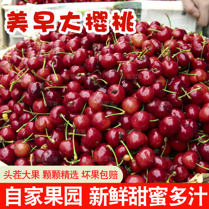 堆放着美早大樱桃
