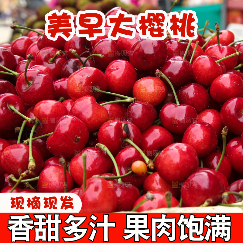 堆放着美早大樱桃