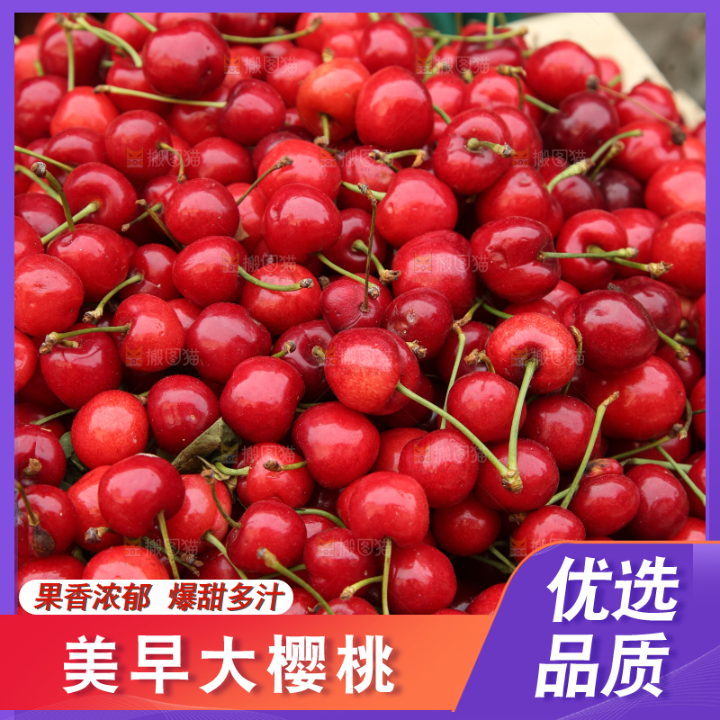 堆放着美早大樱桃