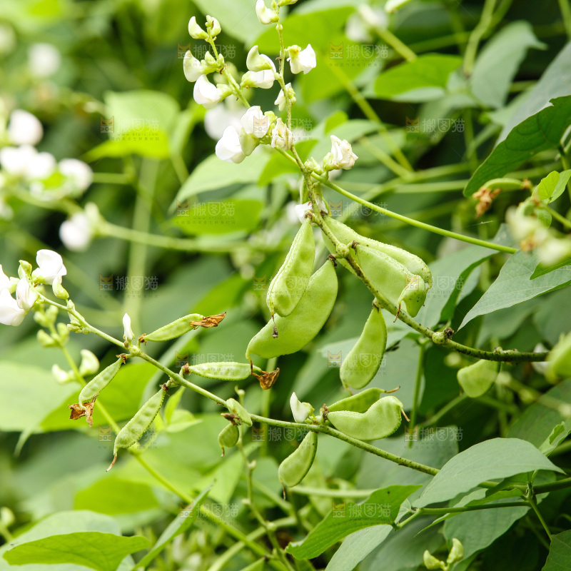 大片新鲜扁豆