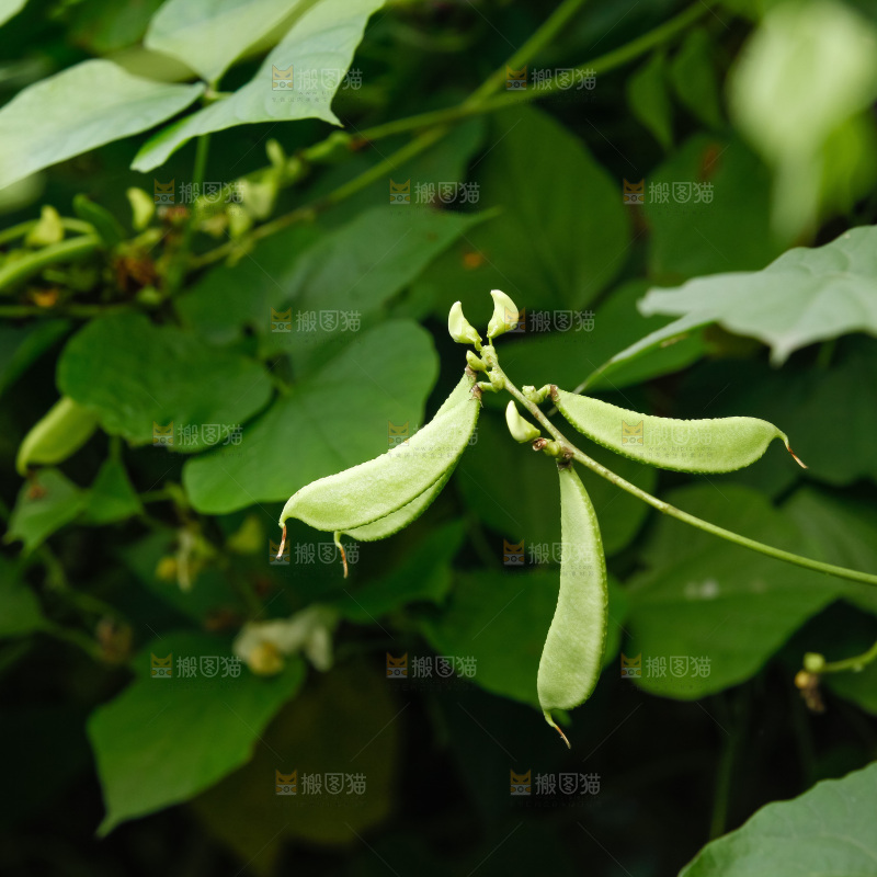 大片新鲜扁豆