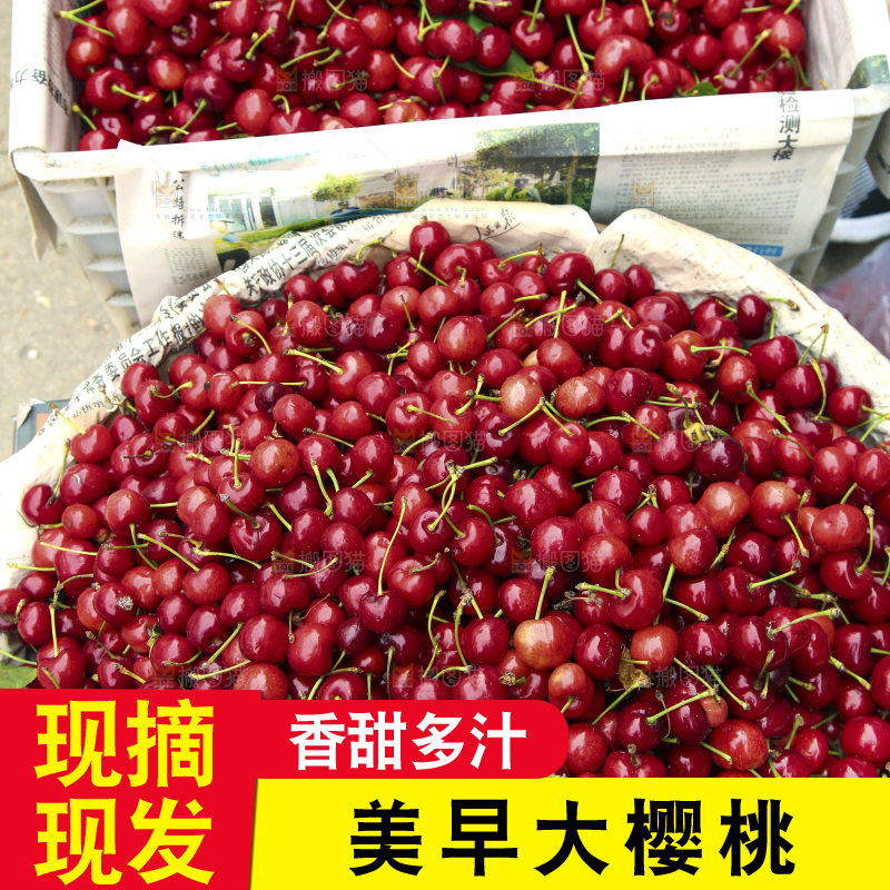 堆放着美早大樱桃