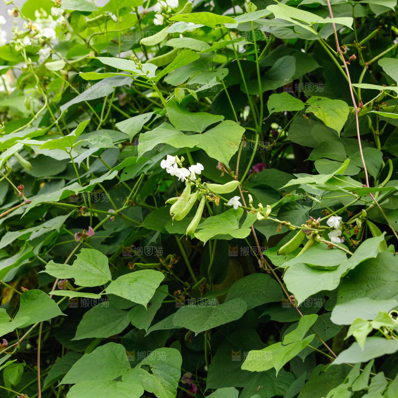 大片新鲜扁豆