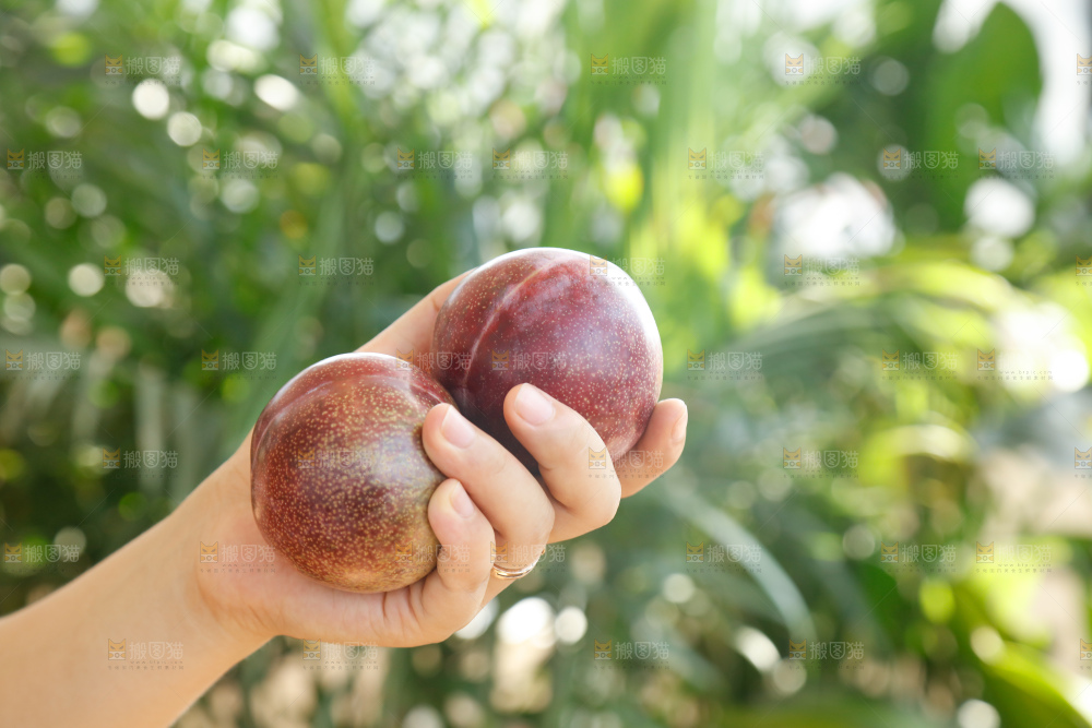 手里拿着恐龙蛋李