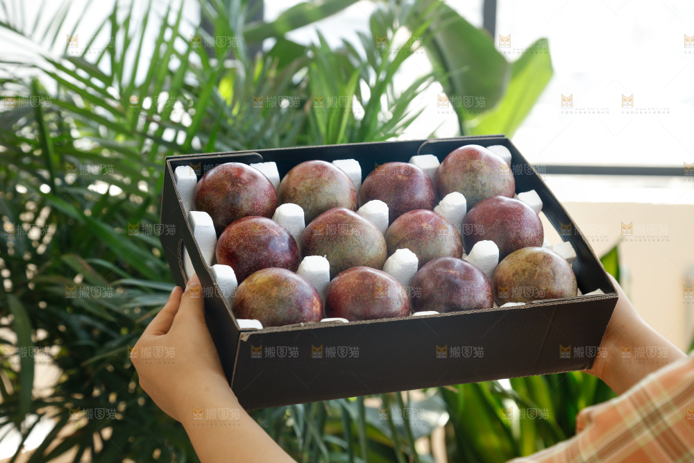 手里拿着恐龙蛋李