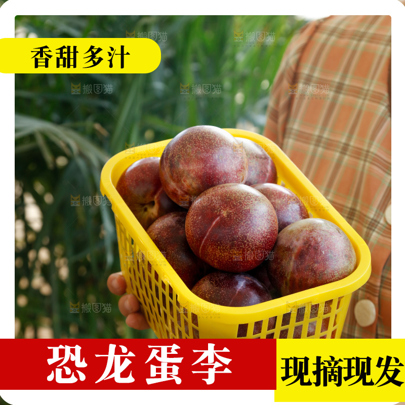 手里拿着恐龙蛋李