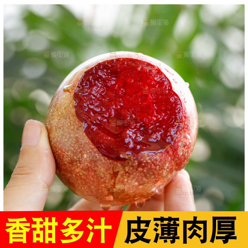 恐龙蛋李主图