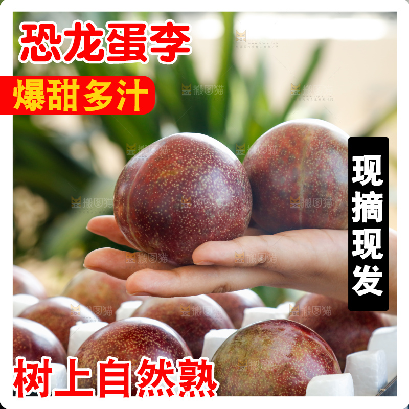 手里拿着恐龙蛋李