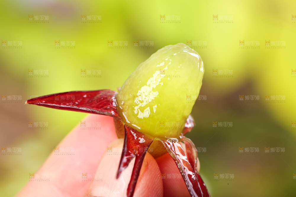 木底上的茉莉香葡萄