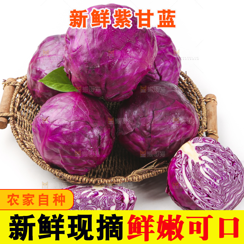 白底上的紫甘蓝