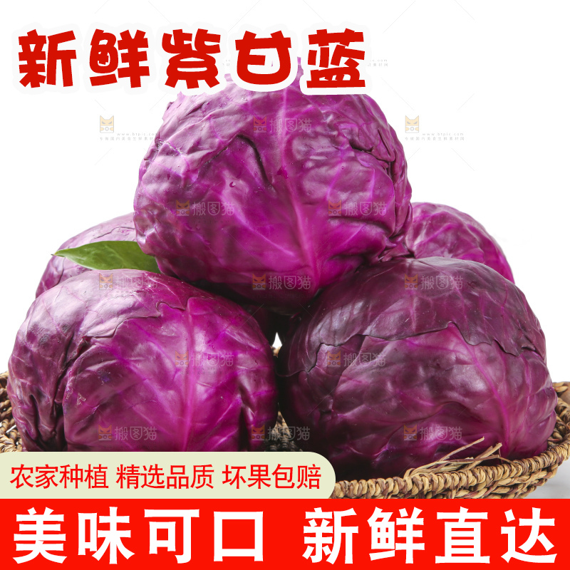 白底上的紫甘蓝