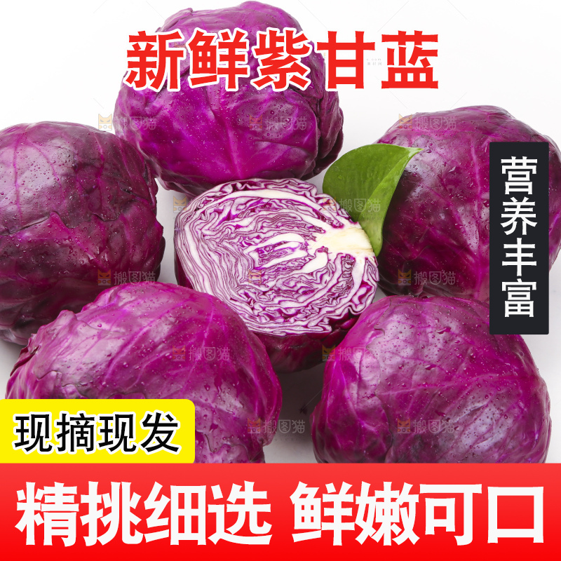 白底上的紫甘蓝