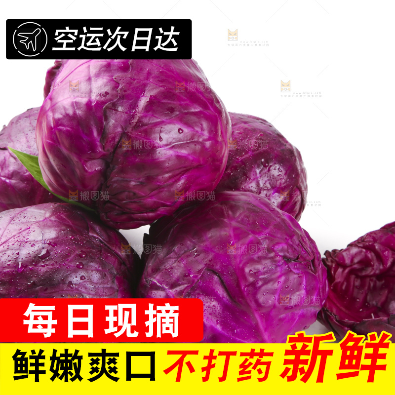 白底上的紫甘蓝