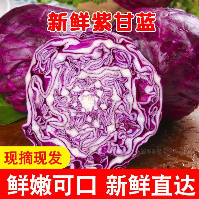 浅底上的紫甘蓝