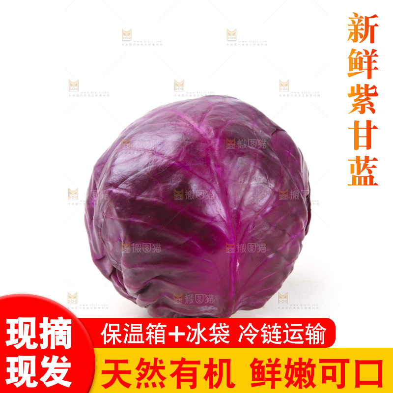 白底上的紫甘蓝