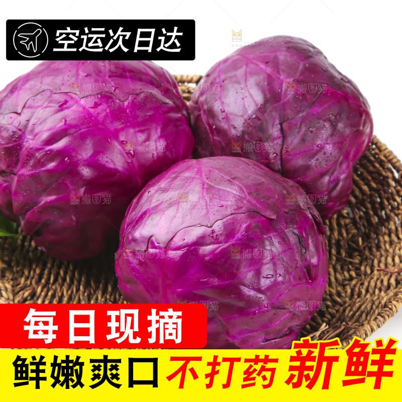 白底上的紫甘蓝