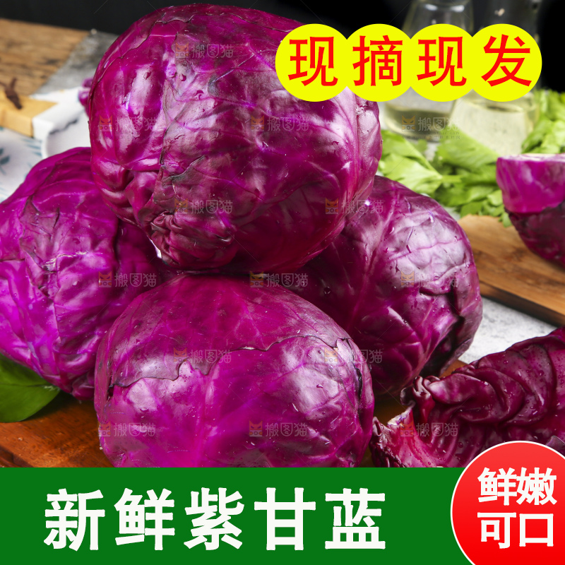 浅底上的紫甘蓝