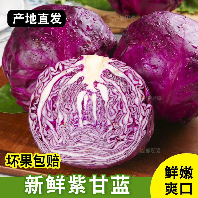 浅底上的紫甘蓝