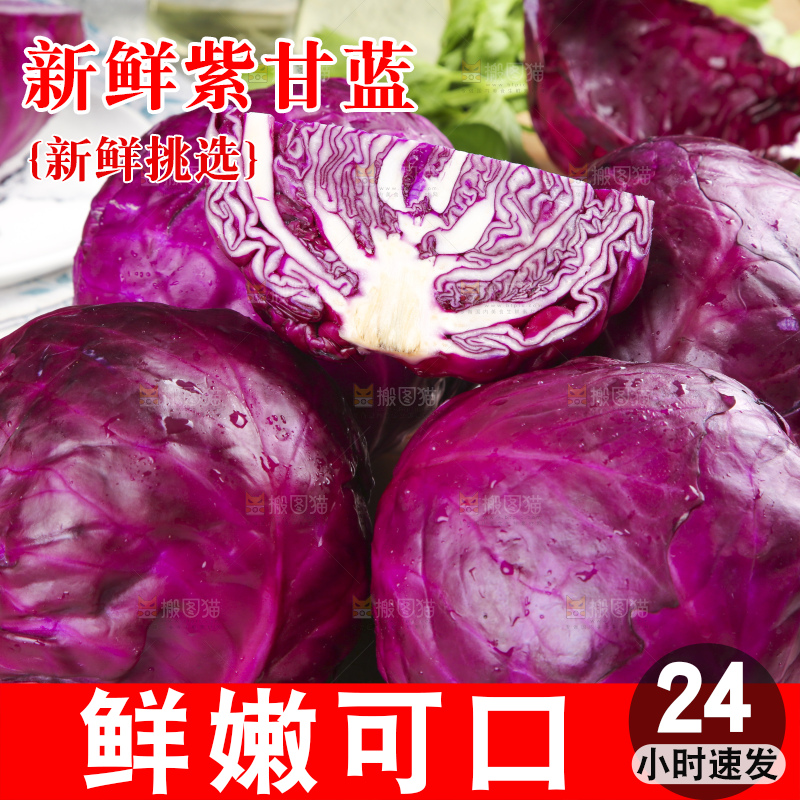 浅底上的紫甘蓝