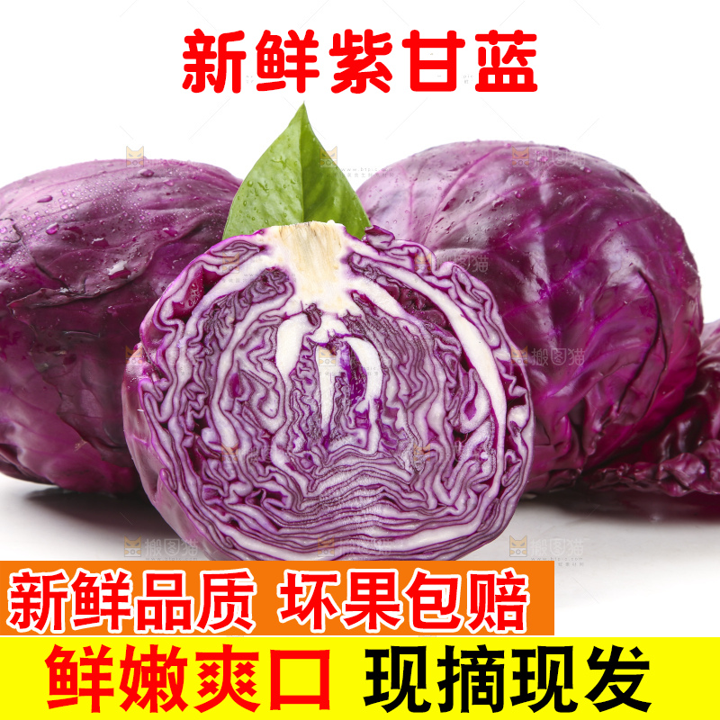 白底上的紫甘蓝