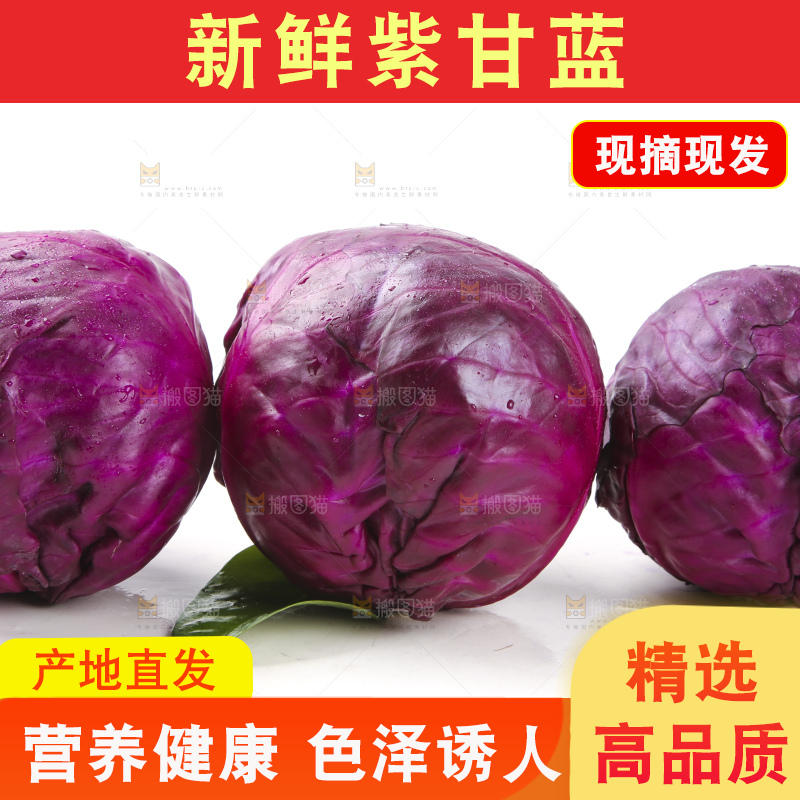 白底上的紫甘蓝
