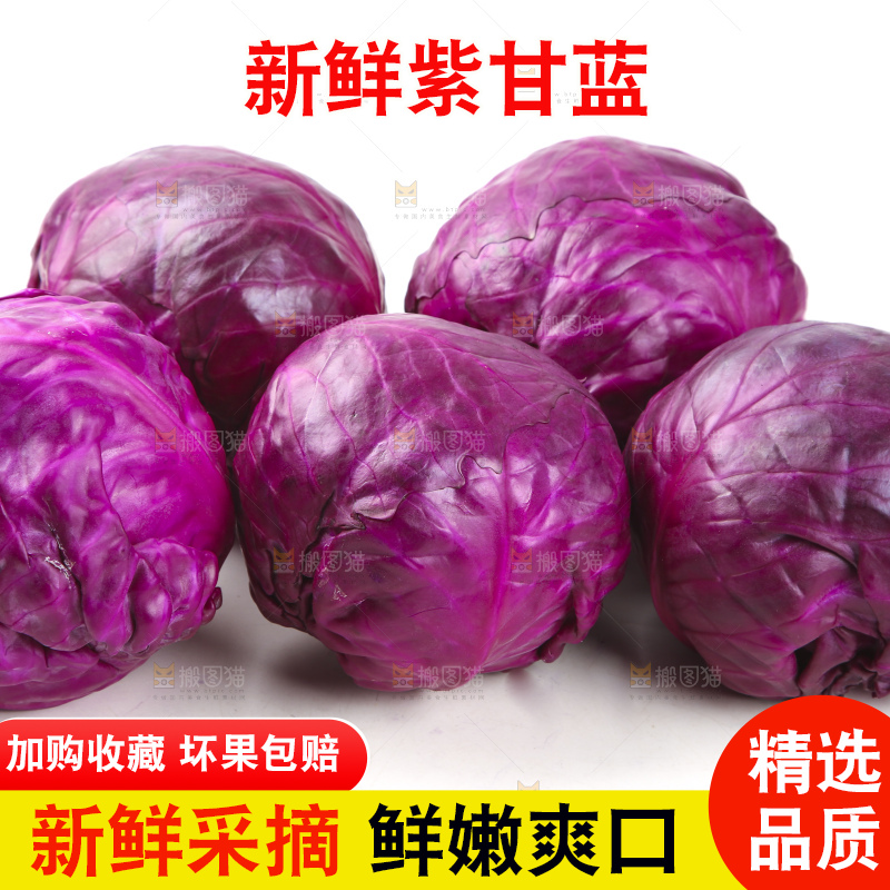 白底上的紫甘蓝