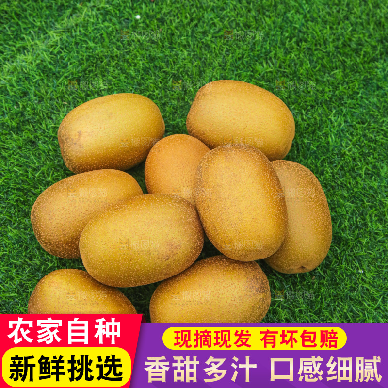 草地上的佳沛奇异果