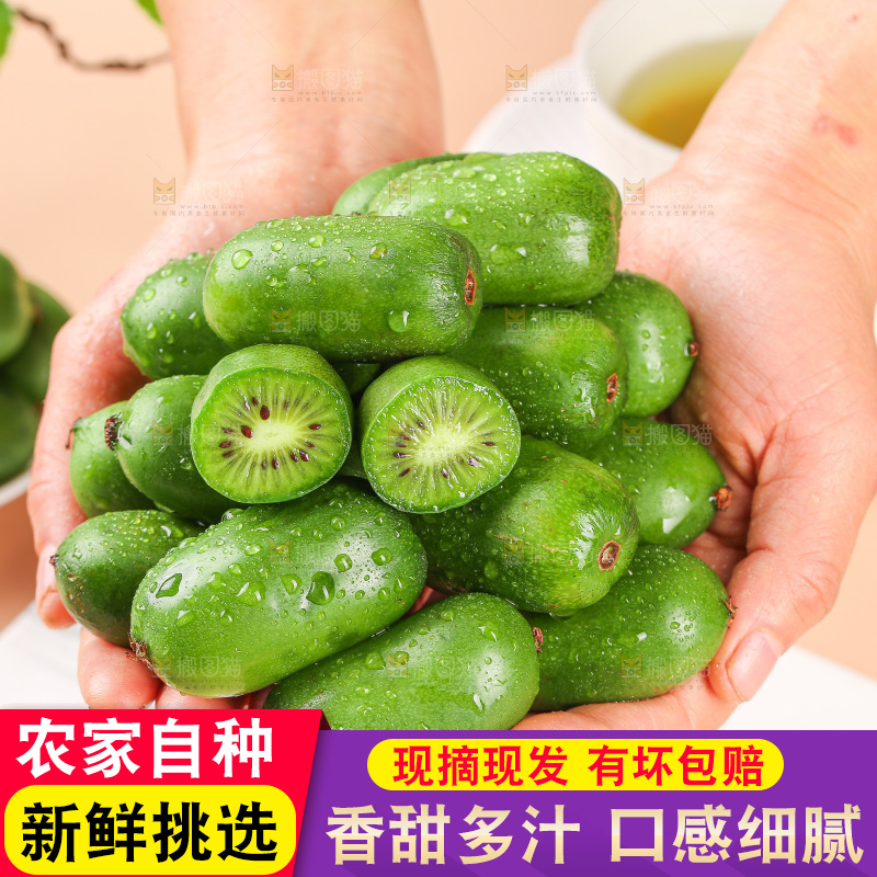 浅底上的软枣猕猴桃