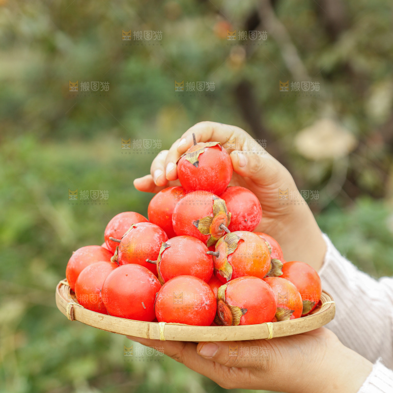手里拿着珍珠蜜柿