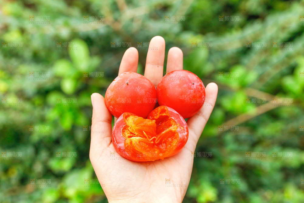 手里拿着蜜柿