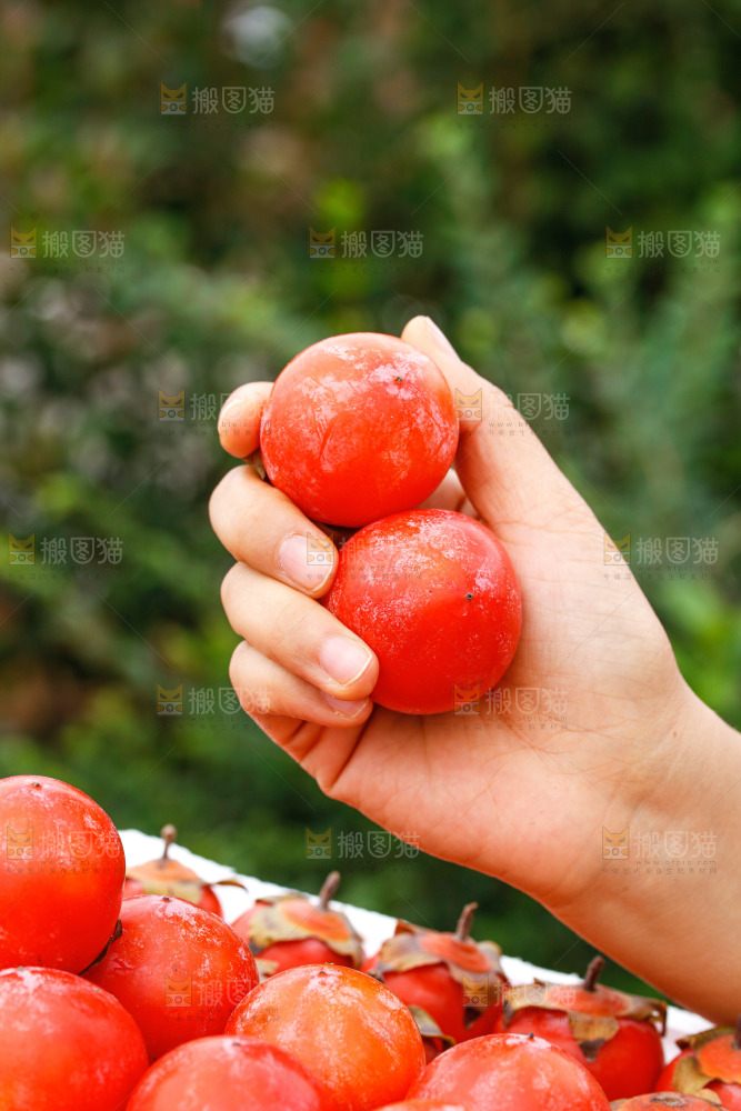 手里拿着蜜柿