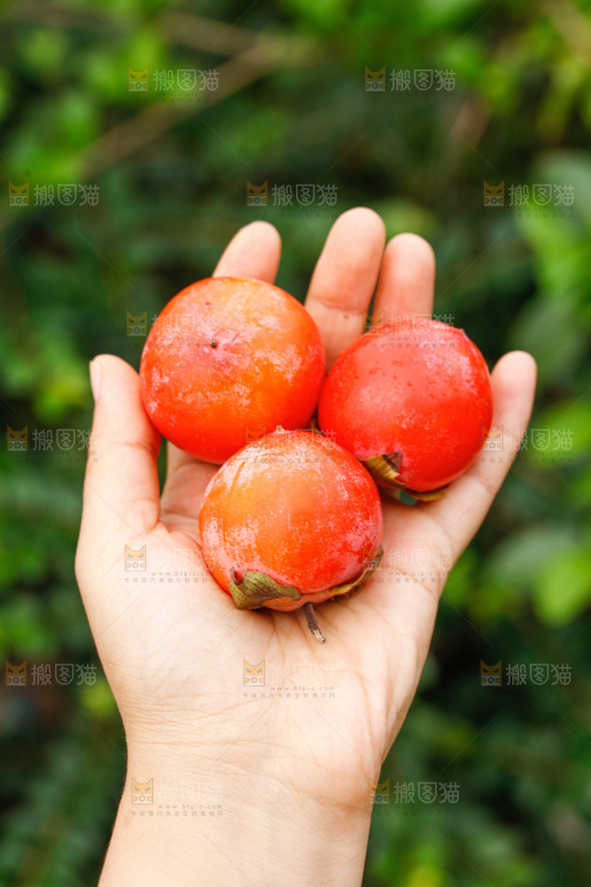 手里拿着蜜柿