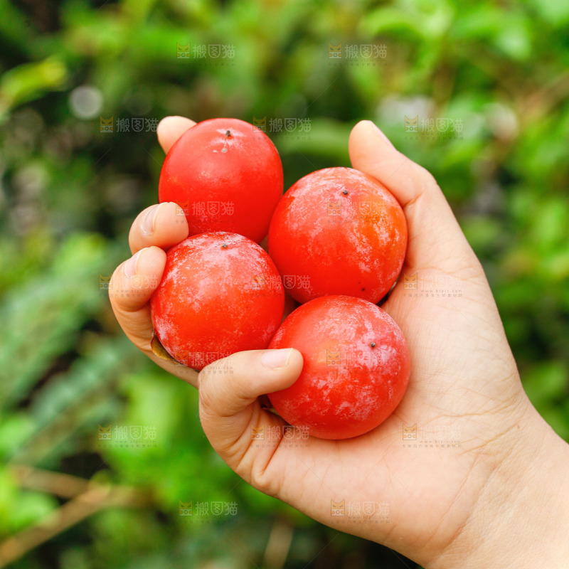 手里拿着蜜柿