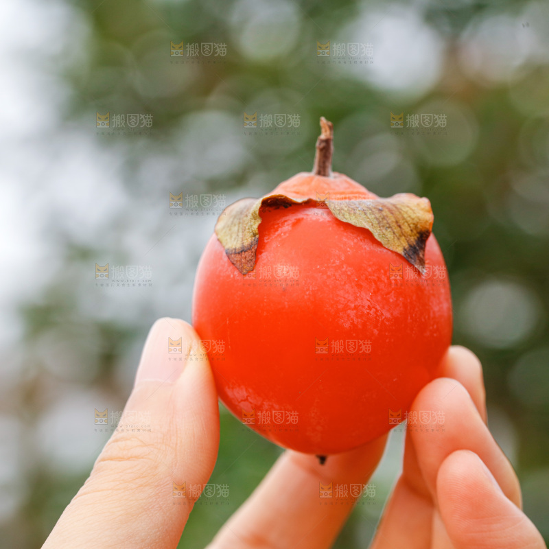 手里拿着蜜柿