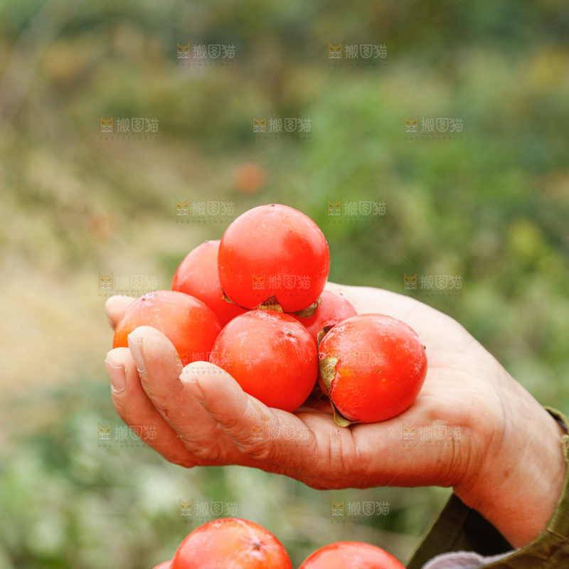 手里拿着珍珠蜜柿