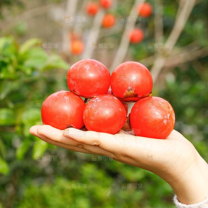 手里拿着蜜柿