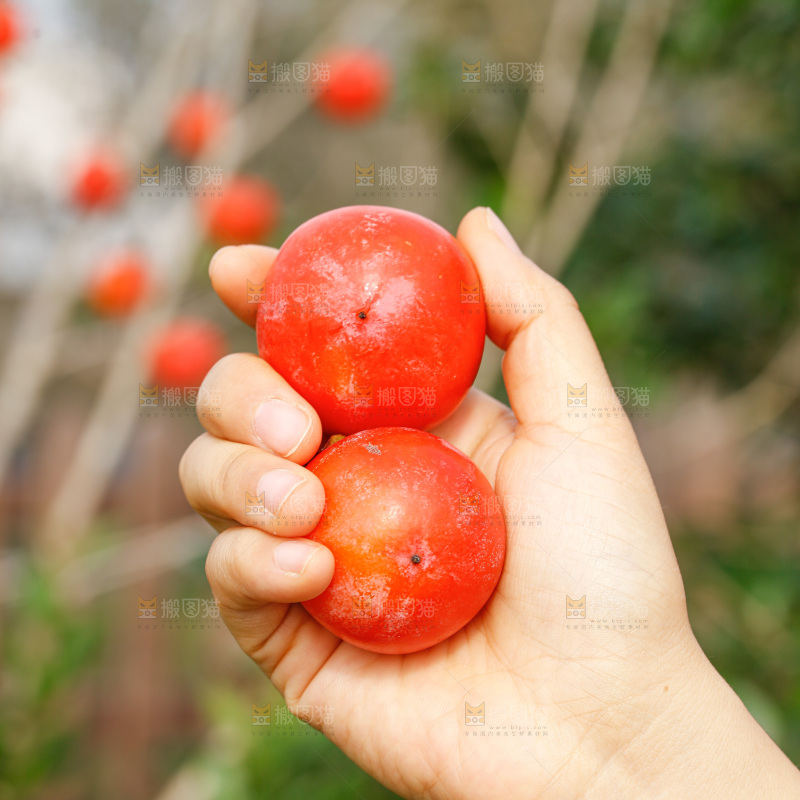 手里拿着蜜柿