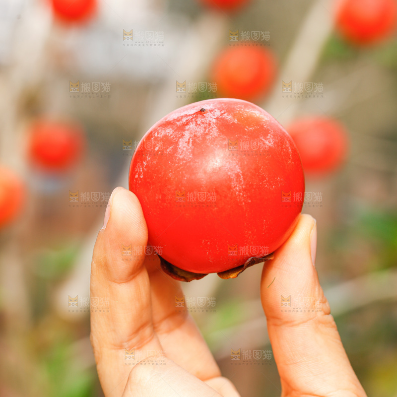 手里拿着蜜柿